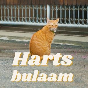 Harts bulaam 