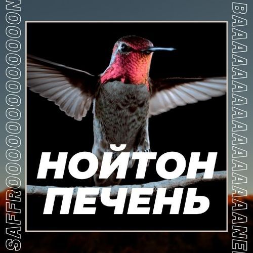 НОЙТОН ПЕЧЕНЬ